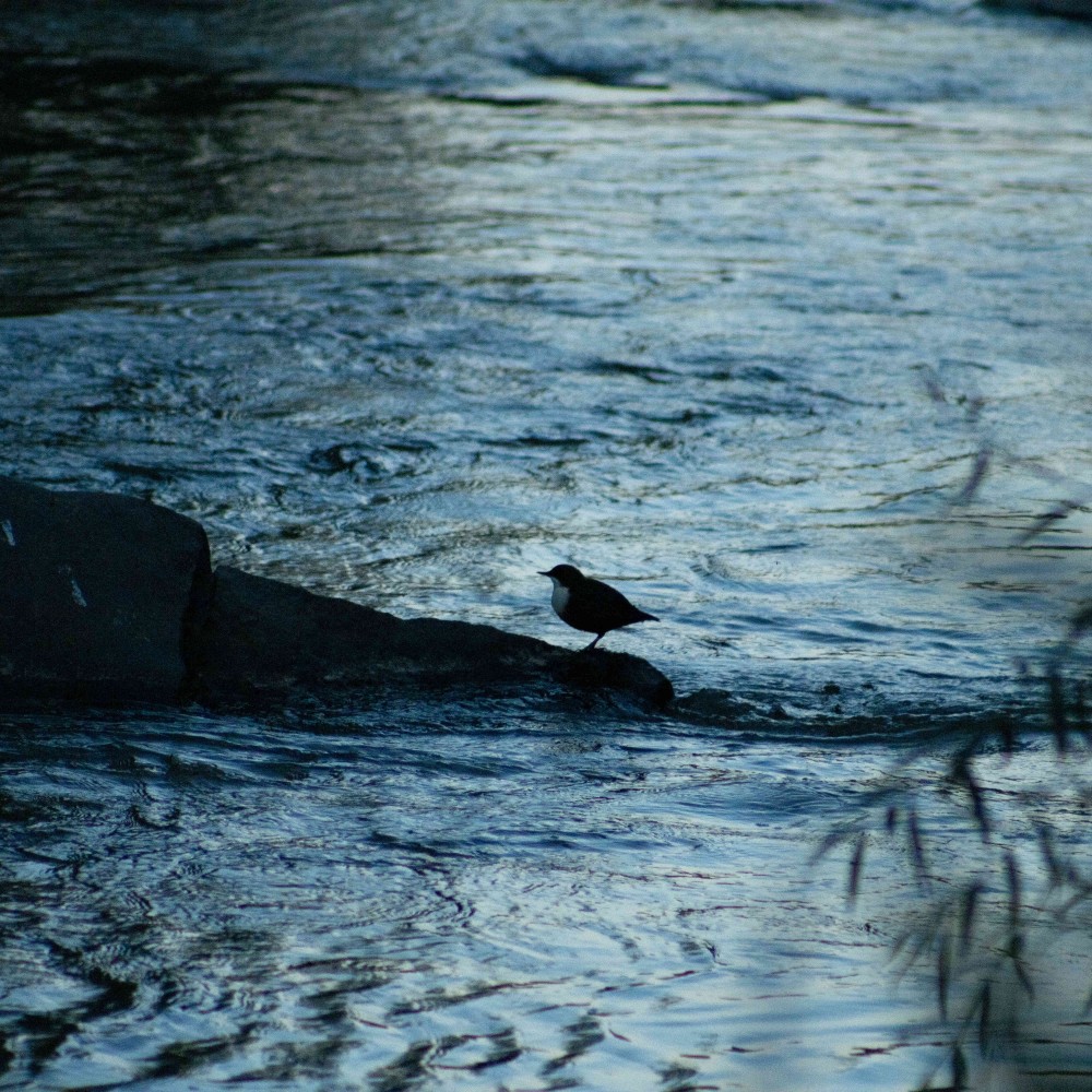 birds thumbnail - Պորտֆոլիո